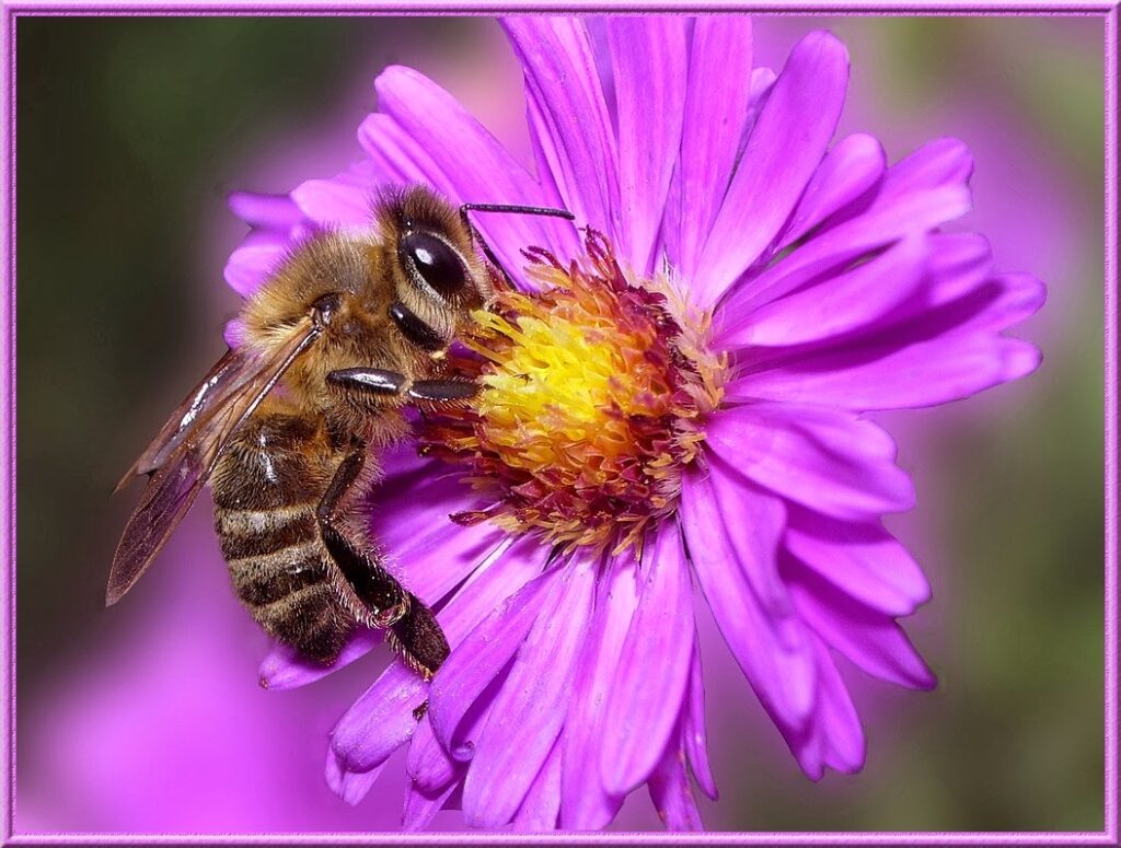 Abeille qui butine une fleur