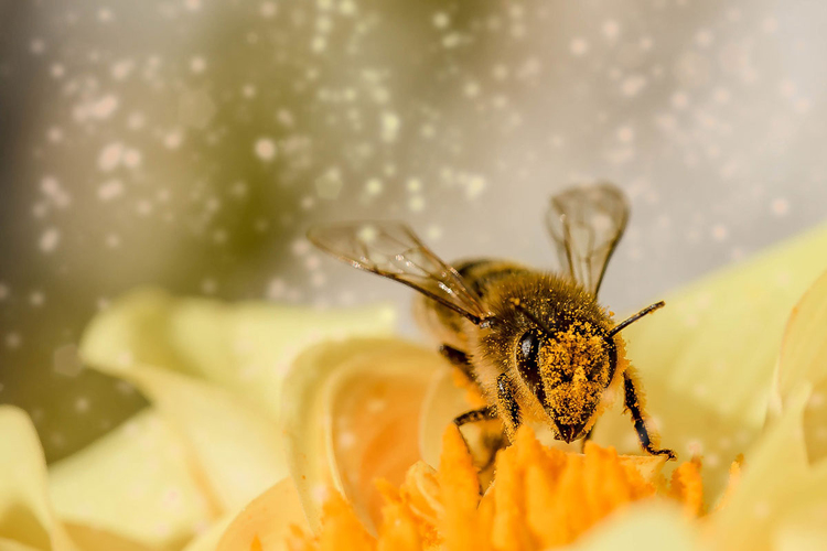 Abeille butinant sa jolie fleur